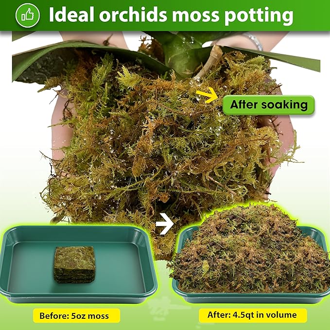 DUSPRO Dried Moss for Potted Plants, Forest Orchid Moss for Potting Mix, Sphagnum Potting Moss for Plants Indoor, Real Moss Soil Cover for Houseplant (5 OZ)