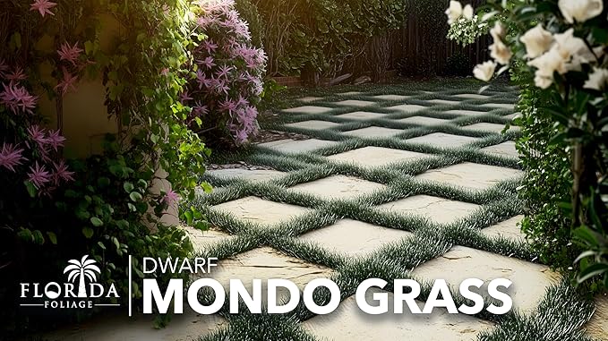 Dwarf Mondo Grass | 10 Live Plants | Ophiopogon Japonicus Nana | Lush Ground Cover | Shade Loving Low Maintenance Garden Solution | Ideal for Landscaping and Borders | Hardy and Evergreen