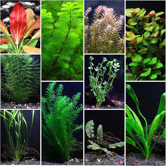 10 Species Live Aquarium Plants Package - Microsorum Java Fern, Swords, Vallisneria and More!