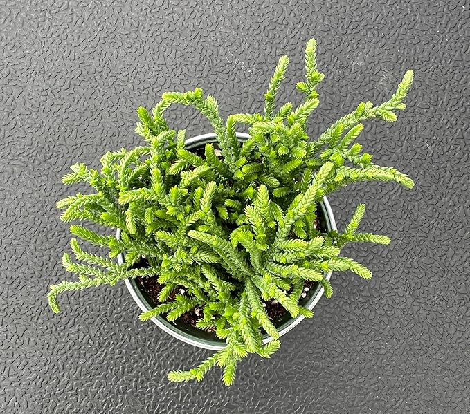 Watch Chain Succulent with Vintage Metal Pot, Rare Live Crassula muscosa Plant, Home Office Indoor Outdoor Wedding Decoration DIY Projects Party Favor