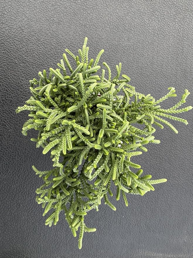 Watch Chain Succulent with White Stripe Pot, Rare Live Crassula muscosa Plant, Home Office Indoor Outdoor Wedding Decoration DIY Projects Party Favor