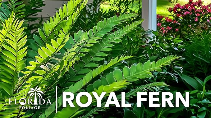 Royal Fern | 20 Live Plants | Osmunda regalis | Decorative Shade-Loving Perennial | Lush Green Foliage for Moist Gardens & Landscapes