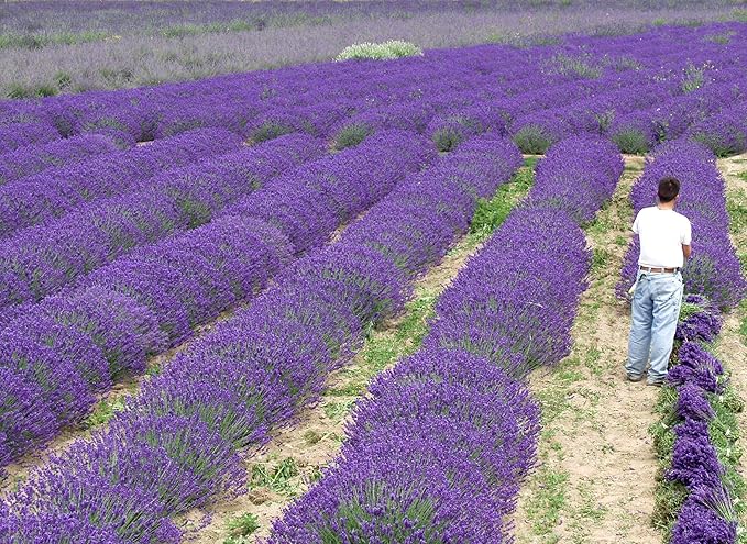 L+ Lavender 'Hidcote Blue' – 4 Live Plants in 4" Pots – Dark Purple Flowers – Fragrant, Pollinator-Friendly, Drought & Deer Resistant – Grown in Washington