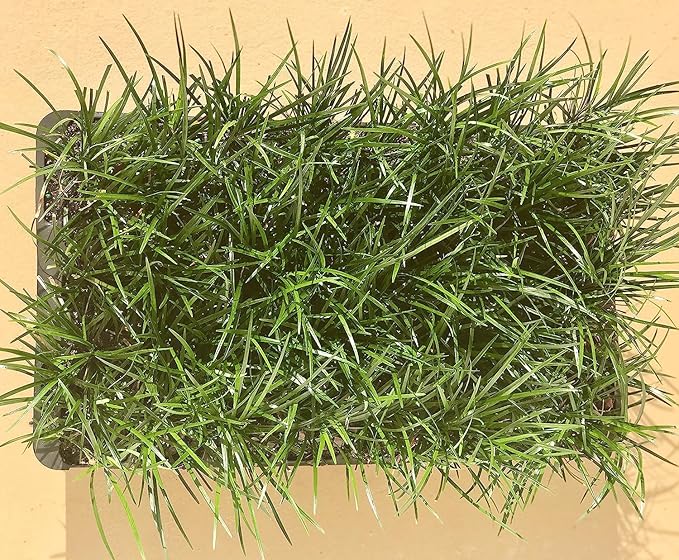 Mondo Grass - 20 Live Plants - Ophiopogon Japonicus - Live Evergreen Groundcover Plants - Shade Loving