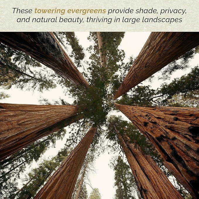 1 Coastal Redwood Tree – Live Plant – Sequoia sempervirens – Thriving in 3” Deep Nursery Cube – 5-8” Tall, Fast-Growing & Majestic Evergreen