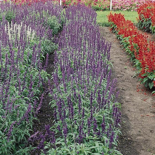 Victoria Series Salvia Blue 1 Oz ~29,072 Seeds – Mealycup Sage (Salvia farinacea) – 98–112 Days – Lavender & White Blooms – Heat Tolerant Annual – Upright Garden Accent – Non-GMO Heirloom
