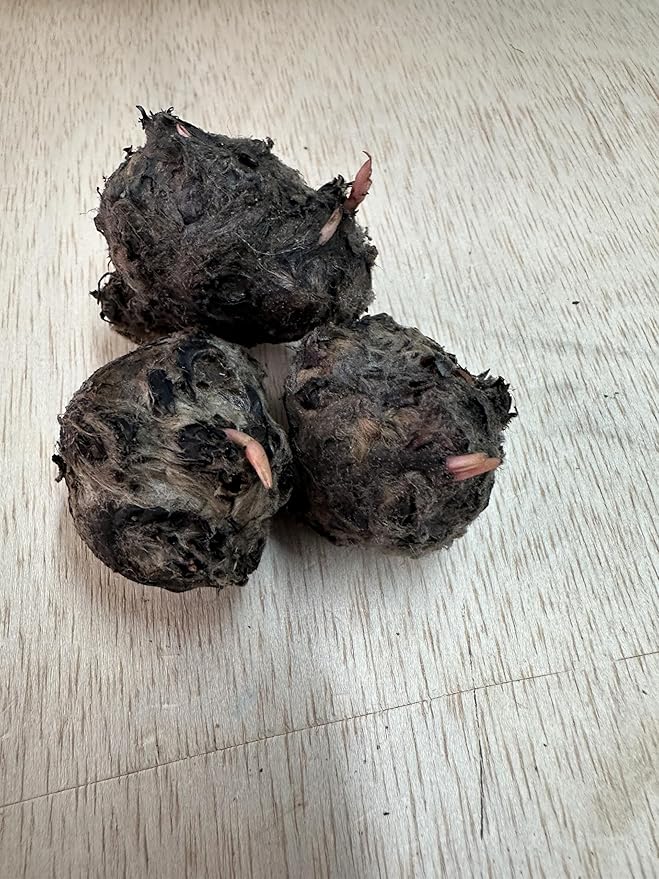 Dwarf Water Lily Bulb Nymphaea Stellata/Nouchali/Rubra Live Aquarium Plant Guarantee to Grow Rhizome Root Also for Bonsai Bowl or Patio Water Feature Awesome Aquatic (1, Dwarf Water Lily Aquarium)