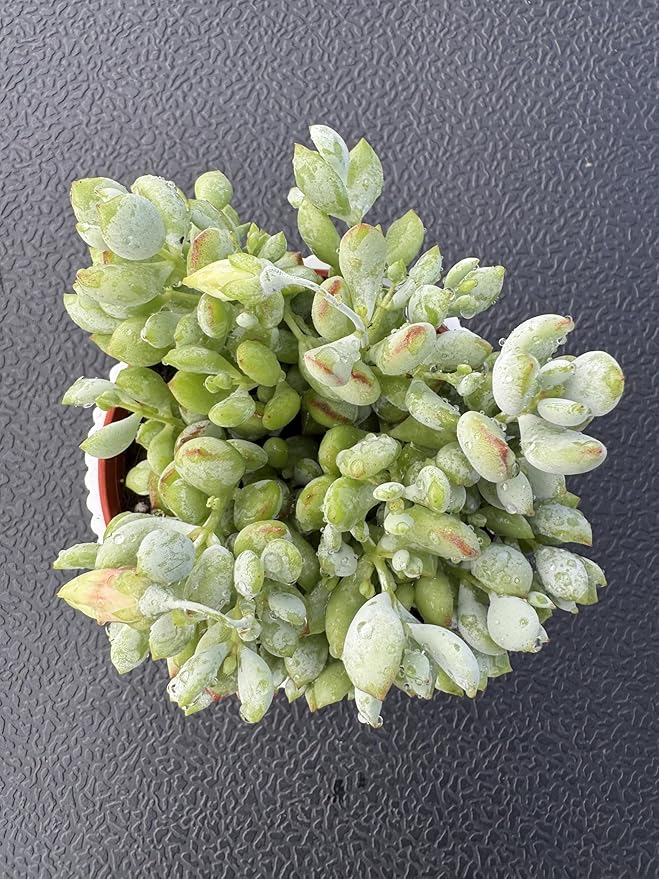 4" Cotyledon Pendens in White Stripe Pot, Live Succulent Rare House Plant for Home Office Wedding Indoor Outdoor Decoration, DIY Projects, Party Favor