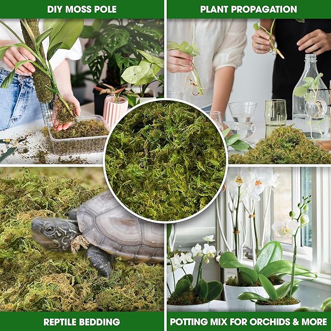 DUSPRO 10oz Dried Forest Moss for Potted Plants, Ideal for Orchid Moss Potting Mix Indoor Moisture Repotting Orchid Soil Medium, Terrarium Decor, Natural Reptile Vine