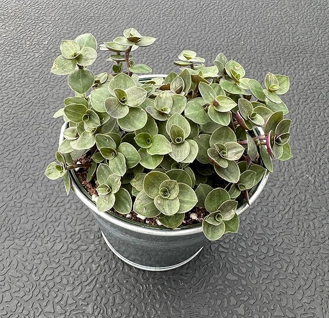 Turtle Vine with Vintage Metal Pot, Live Callisia Repens Sedum Succulent in 4" Pot, House Plant Home Office Wedding Decoration DIY Projects Party Favor