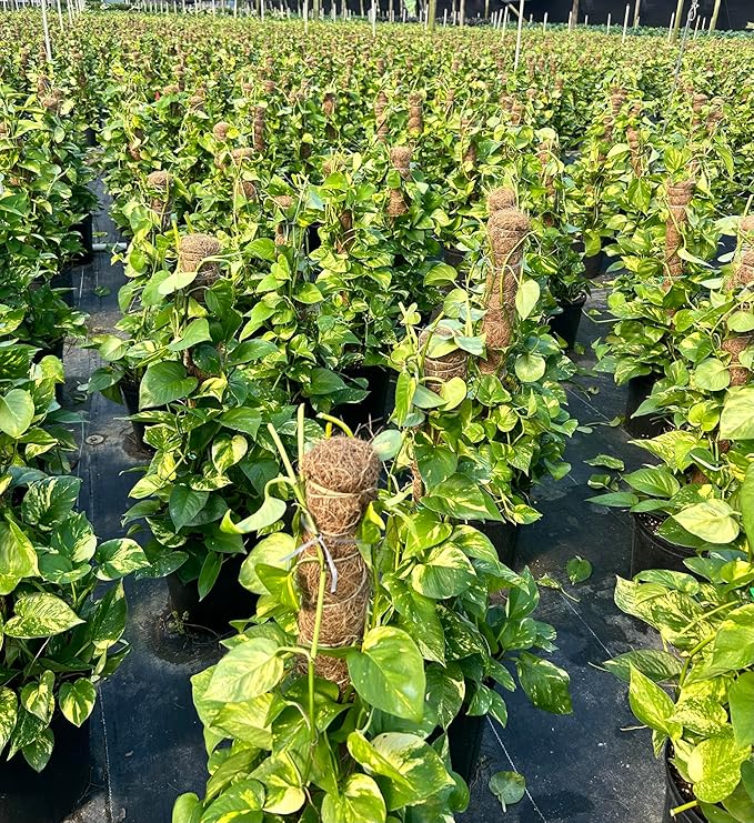 Golden Pothos Totem Live Plant - 10-inch Grower Pot, Indoor/Outdoor