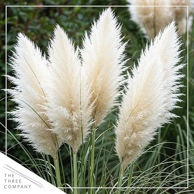 Ornamental White Grass (2 Plants Per Pack) - Live Decorative Plant - 12" Tall by 6" Wide in 1.5 Qt Pot