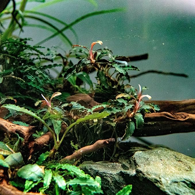 SubstrateSource Bucephalandra Godzilla Potted Live Aquarium Plant - Natural Freshwater Fish Tank Decorations and Aquatic Décor