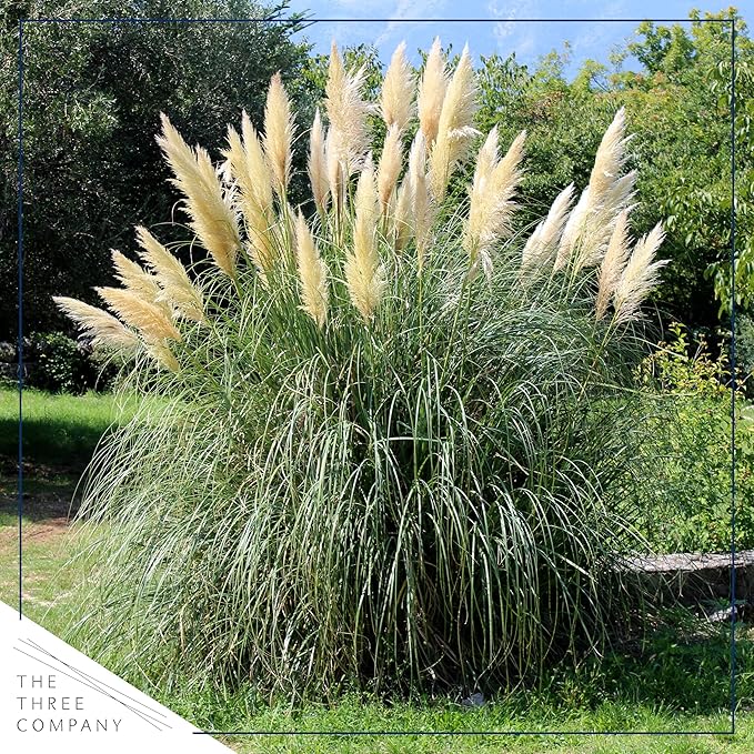 Live White Pampas Grass (Cortaderia selloana) - Showy Perennial Accent Plant - 12" Tall by 6" Wide in 1.5 Qt Pot