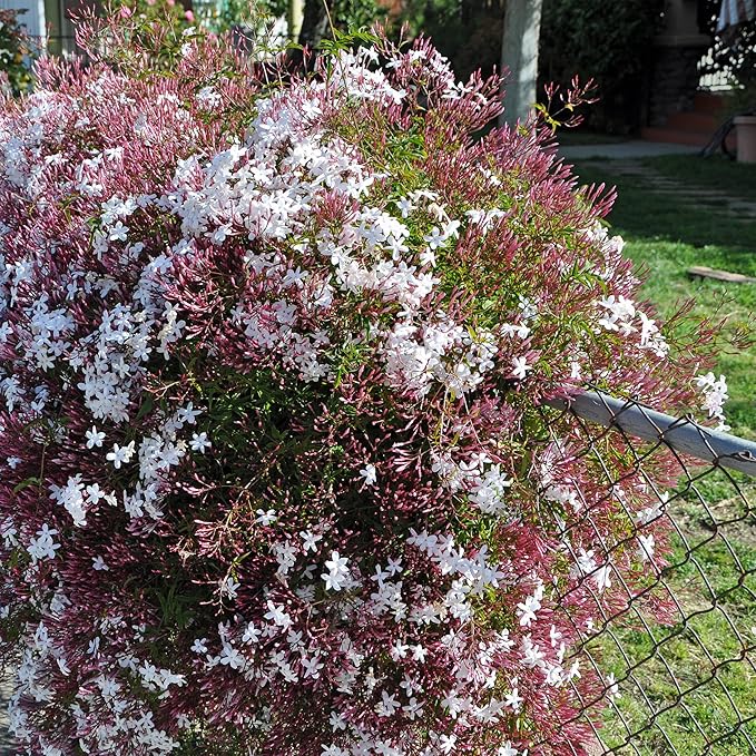 Pink Jasmine Vine - Jasminum Polyanthum - Fragrant & Blooming, Perfect for Indoor/Outdoor Decor (2 Pink jas Cups)