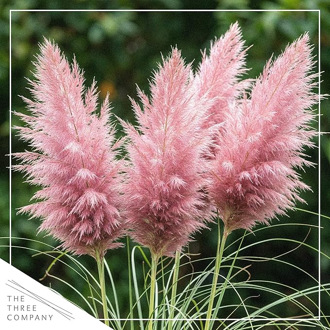 Ornamental Pink Grass (2 Plants Per Pack) - Live Decorative Plant - 12" Tall by 6" Wide in 1.5 Qt Pot
