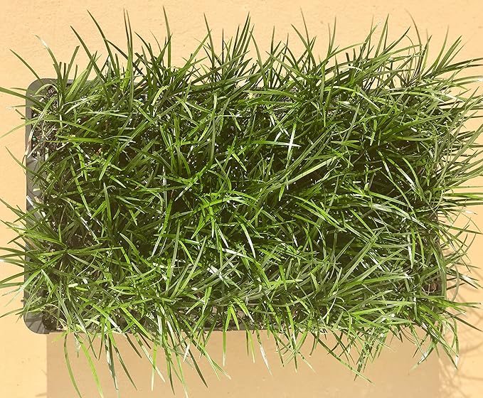 Mondo Grass - 10 Live Plants - Ophiopogon Japonicus - Shade Loving Evergreen Groundcover