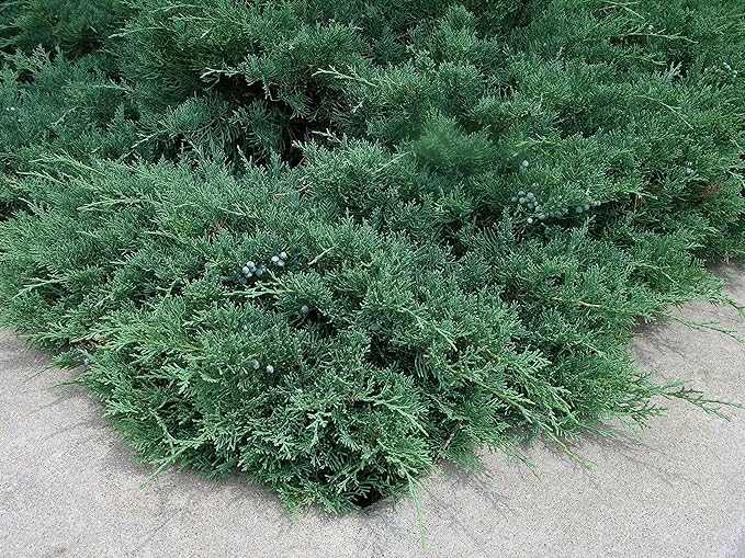 Blue Sargent Juniper - 3 Live Plants - Juniperus Chinensis - Drought Tolerant Cold Hardy Evergreen Ground Cover