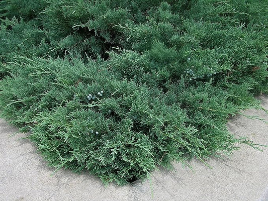 Blue Sargent Juniper - 3 Live Plants - Juniperus Chinensis - Drought Tolerant Cold Hardy Evergreen Ground Cover